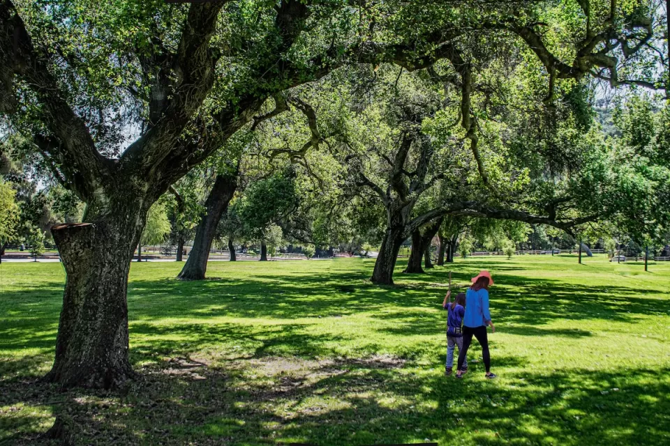 Two people walking under large trees in Griffith Park, Los Angeles, California.